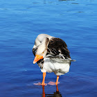 Greylag Goose