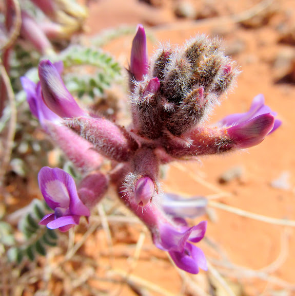 Lupine blooms