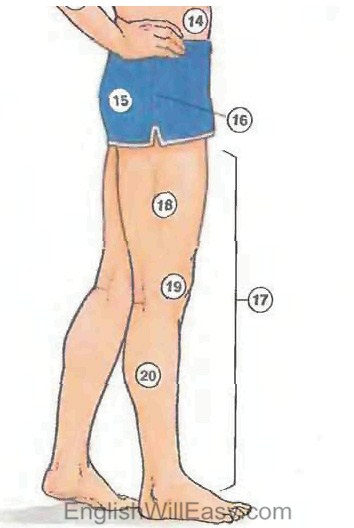 human body2 Human body: Body, Head, Eye, Hand, Foot; Internal Organs people english through pictures