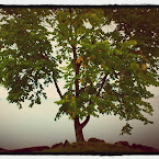 Tree by Lake Vättern. 20120918-01-tree-vattern.jpg