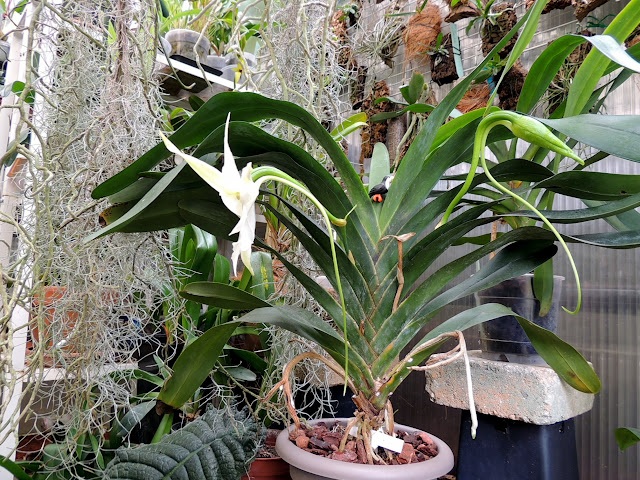  Angraecum Lemförde White Beauty DSCN2716