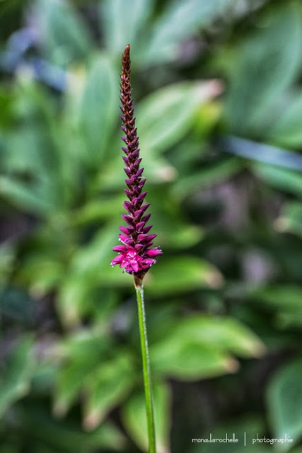 Persicaria Blackfield Persicaria-blackfield-130821-47rm