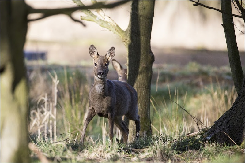 Roe Deer