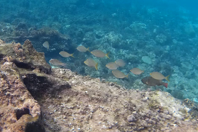 GRAN CANARIA MAR Y MONTE - Blogs de España - PLAYA DE EL CABRÓN Y PLAYA DEL INGLÉS (4)