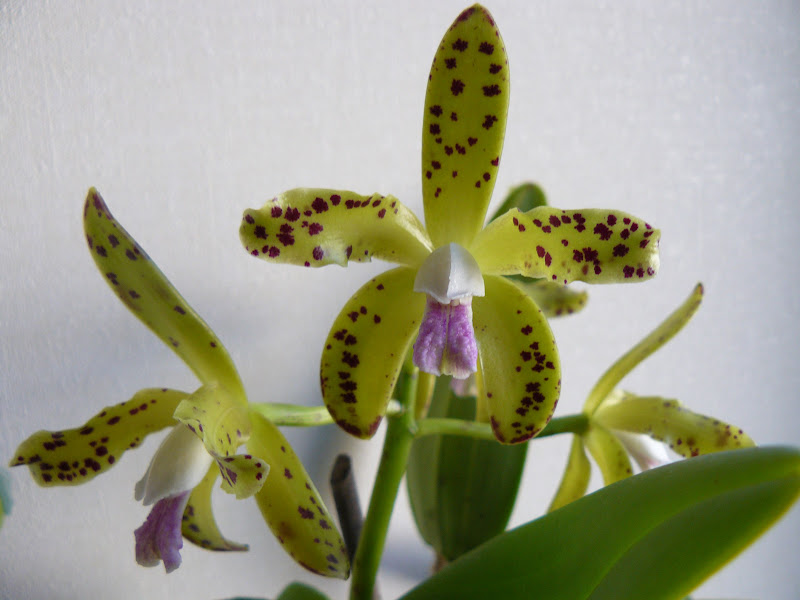 Cattleya guttata (verde) P1050426