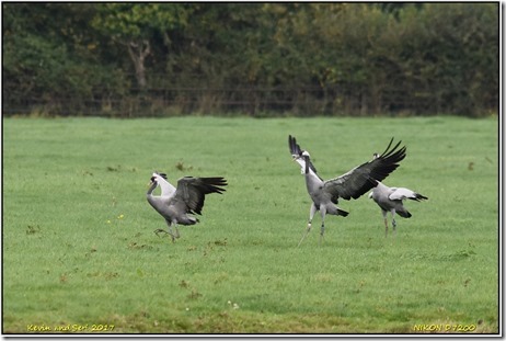 Slimbridge WWT - October