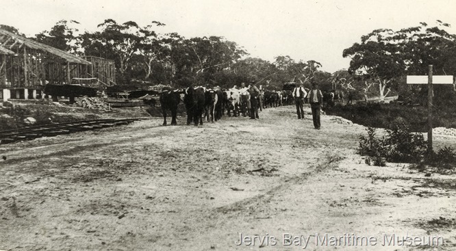 195-bullock-teams-timber-for-Creswell-1912-a