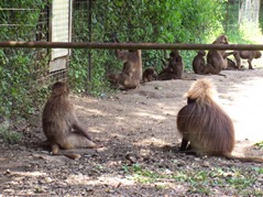 2007.08.09-007 geladas