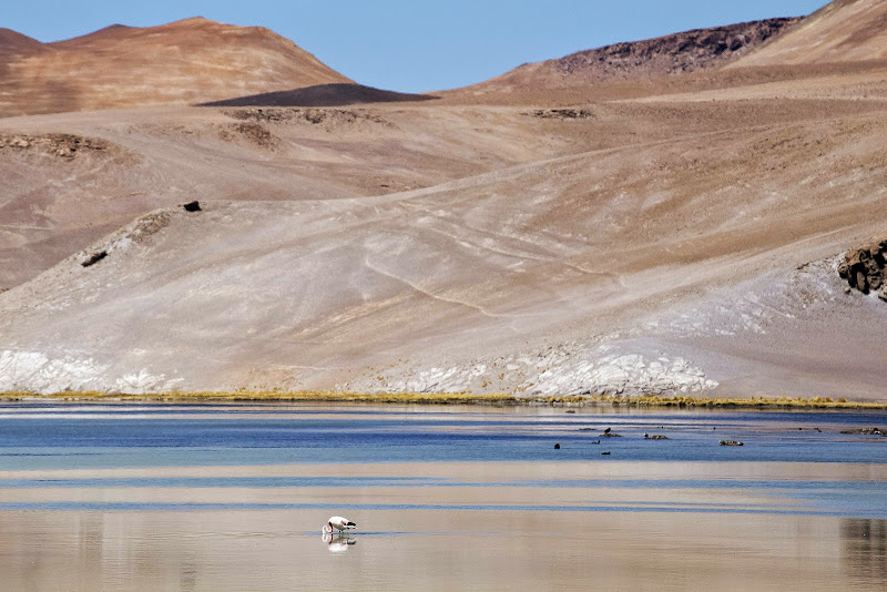 III REGION ATACAMA: COPIAPÓ / RUTA DE LOS SEISMILES - CHILE Y BOLIVIA POR CARRETERA: DE SANTIAGO AL SALAR DE UYUNI (15)