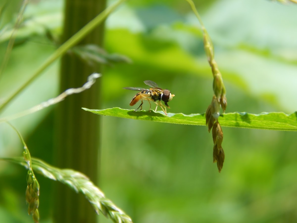 Hoverfly