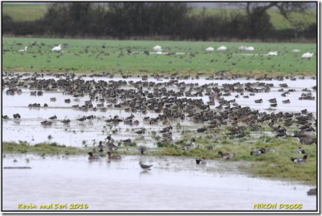 Slimbridge WWT - January