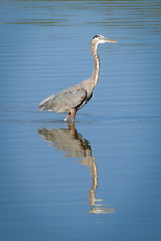 great blue heron