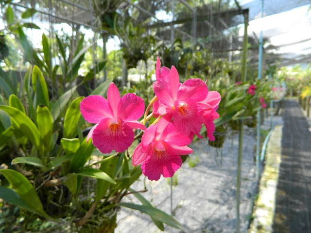 Орхидеи и прочая красота на о. Пхукет - Страница 16 DSCN0156