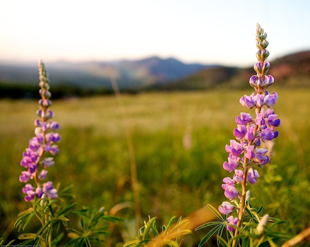 hills in the background.