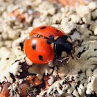 Ladybug