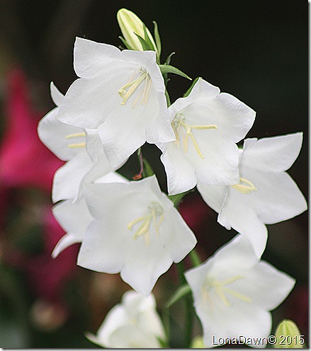 Campanula Alba2