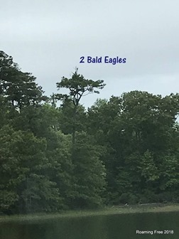 Bald Eagles in a tree