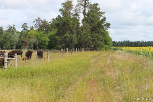 Buffalo and sunflowers