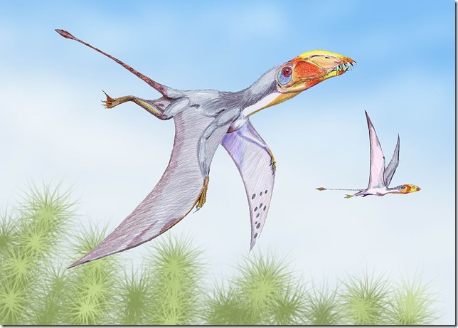 1200px-Dimorphodon2DB