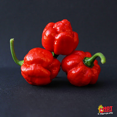 trinidad-moruga-scorpion_pod.jpg