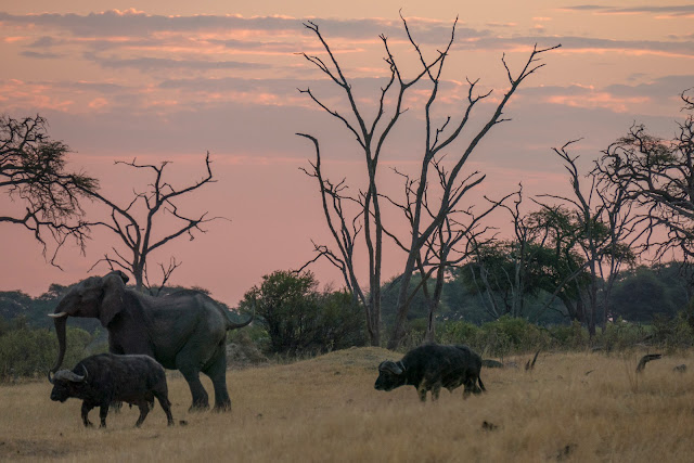 Botswana et Zimbabwe en octobre BotsZim_Oct2015_424