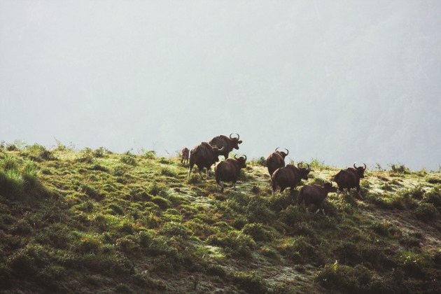 Kerala Wildlife