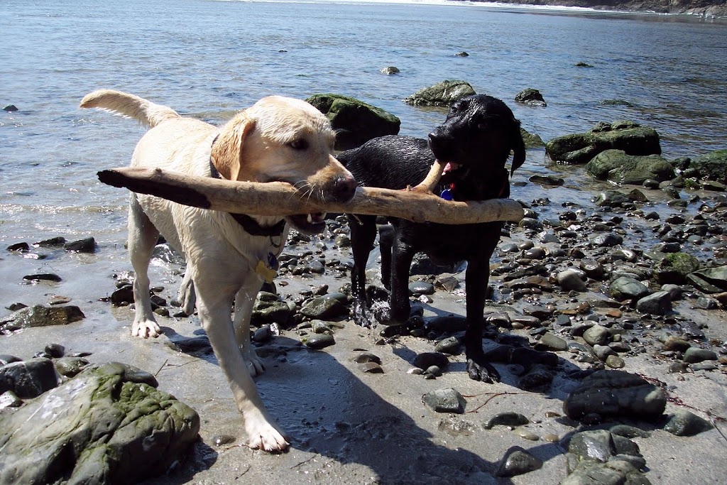 Kodi and his buddy Roscoe on the beach near Mendocino.