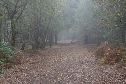 0910 027 Guilford to Gomshall, England Into the woods, and into the mist