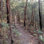 Forest walking (203539)