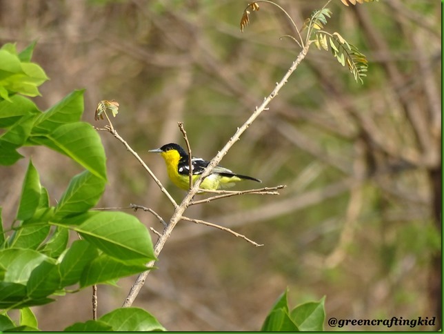 Common Iora5