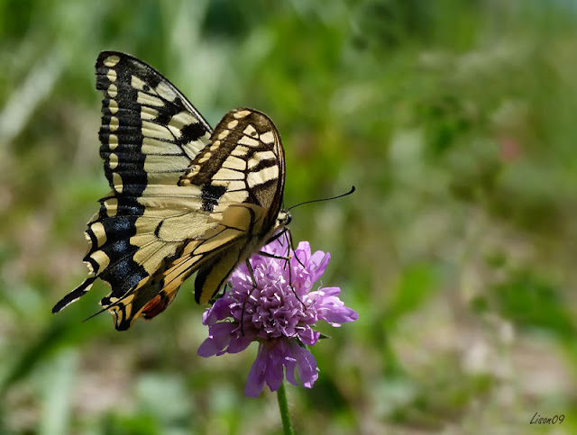 Machaon est en avance Machaon1450339