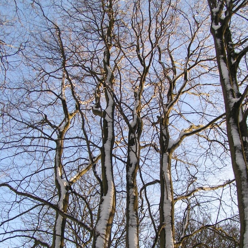Tattenhoe_16 Snowy Trees.jpg Tattenhoe_16 Snowy Trees.jpg