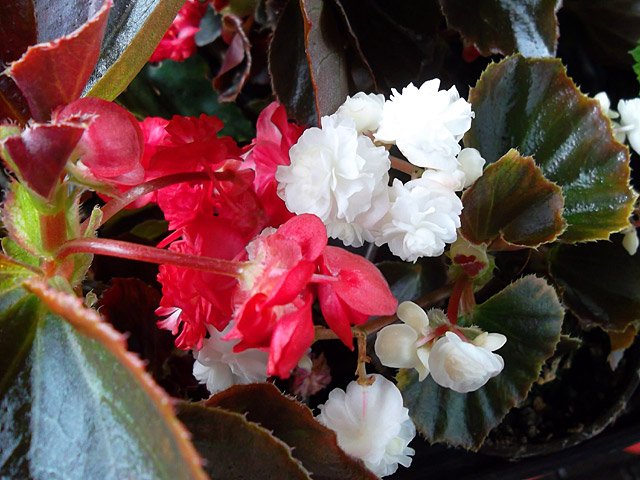 Plantas, plantas & más plantas: Begonia x semperflorens-cultorum