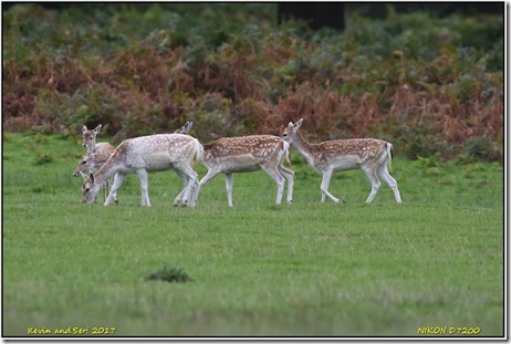 Bradgate Park - October