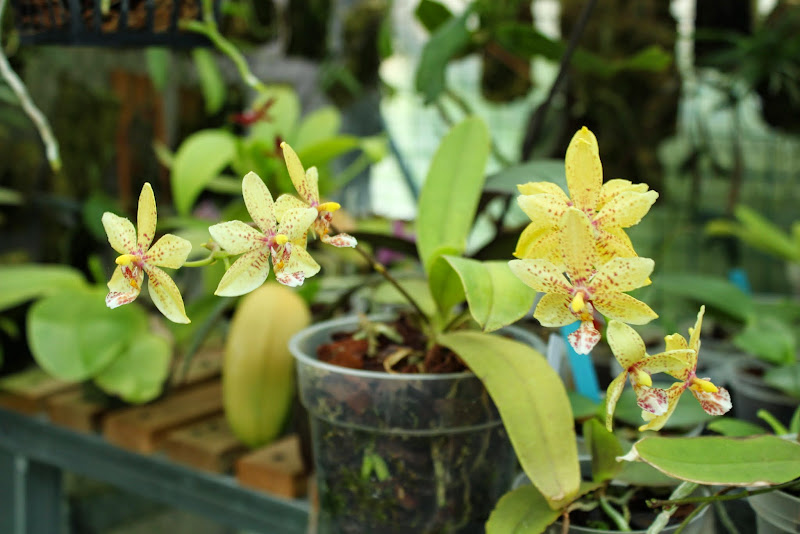 Phalaenopsis Stewed Corn (cornu-cervi x stuartiana) IMG_1662