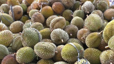 Durian Abdya Panen, Harga Terjangkau