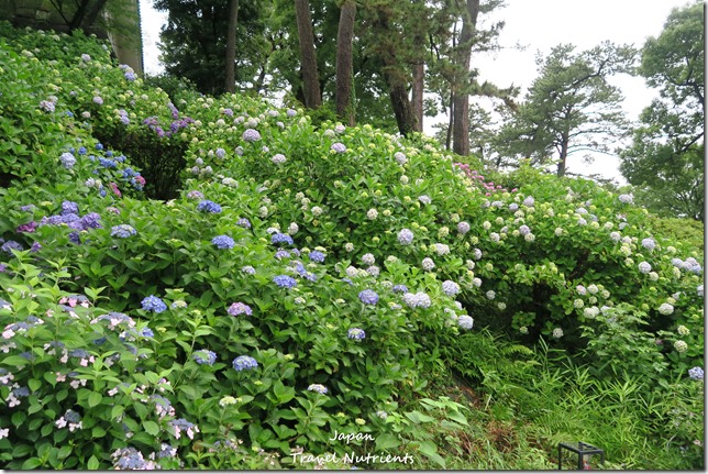 小田原城 (15)