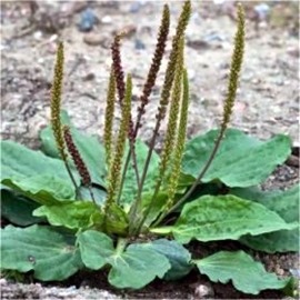 Πεντάνευρο (λατ. Plantago magor)