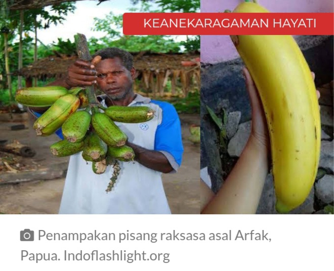 Pohon pisang adalah tumbuhan yang berkembang biak dengan