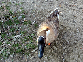 Feeding 25 cents worth of corn kernels to geese and ducks at Fly Creek Cider Mill