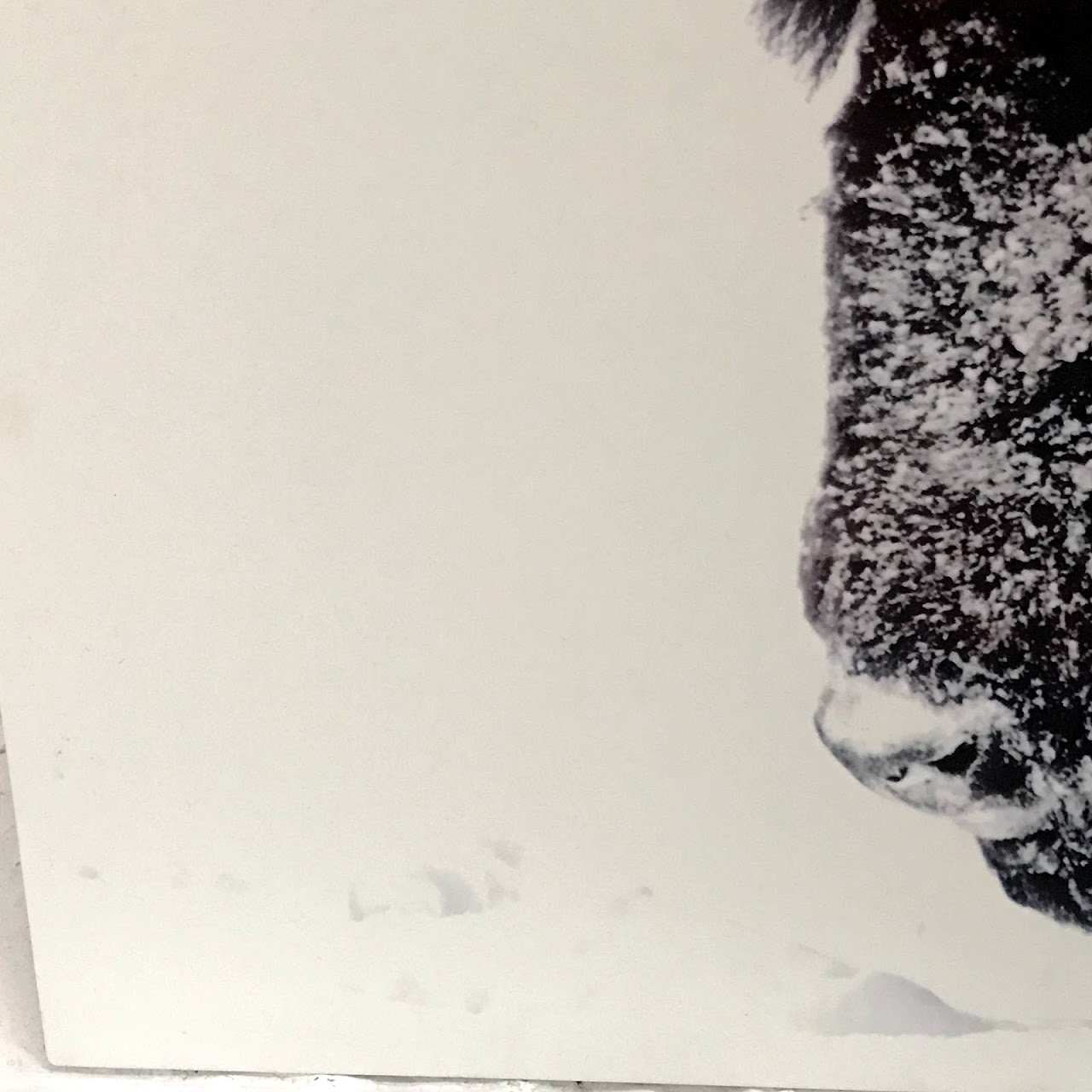 Signed Winter Bison Photograph