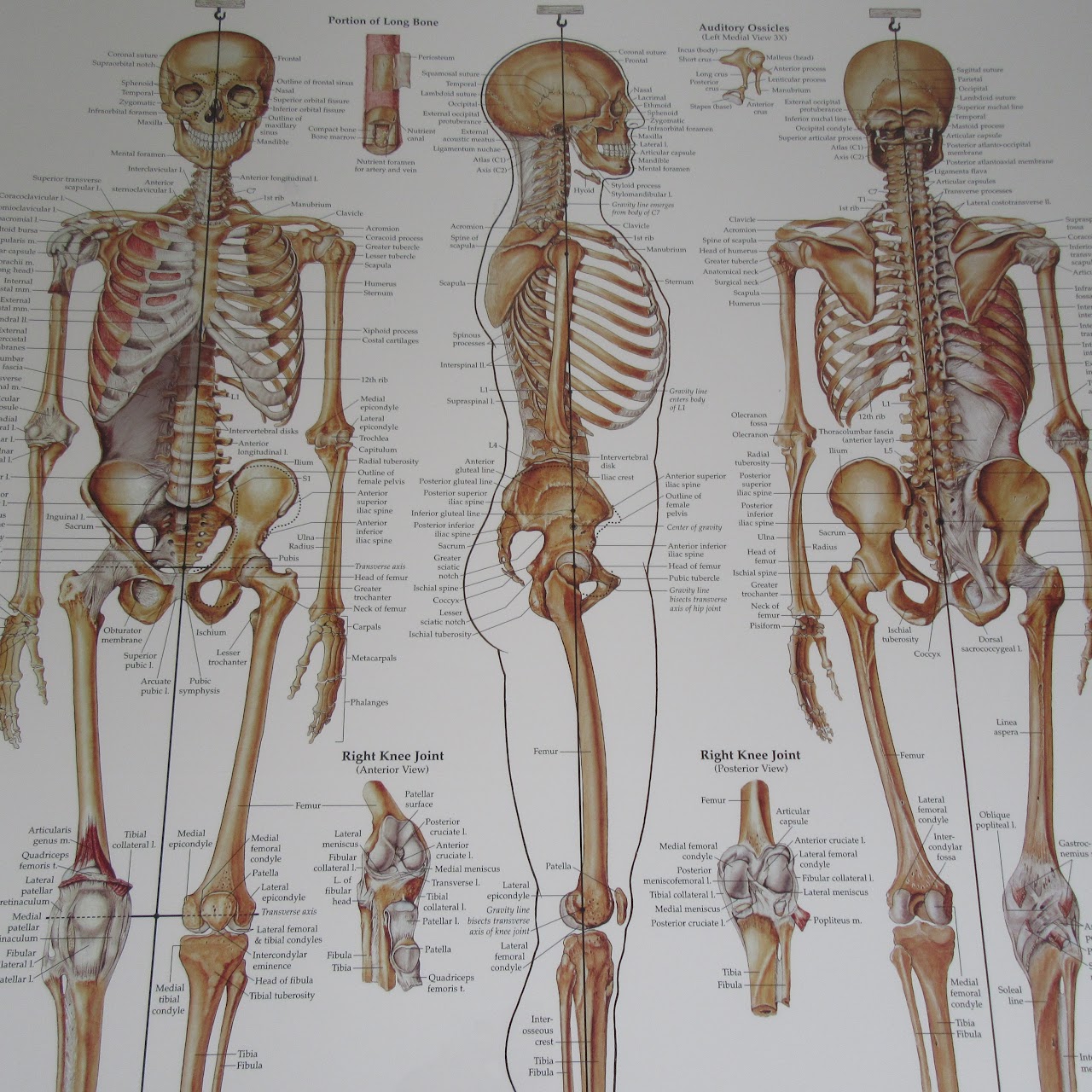 Anatomical Chart Company Skeleton