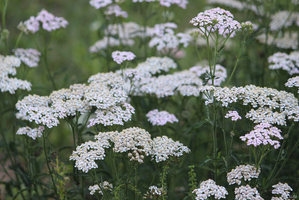 [Yarrow%2520August%252024%255B9%255D.jpg]