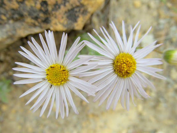 Daisies