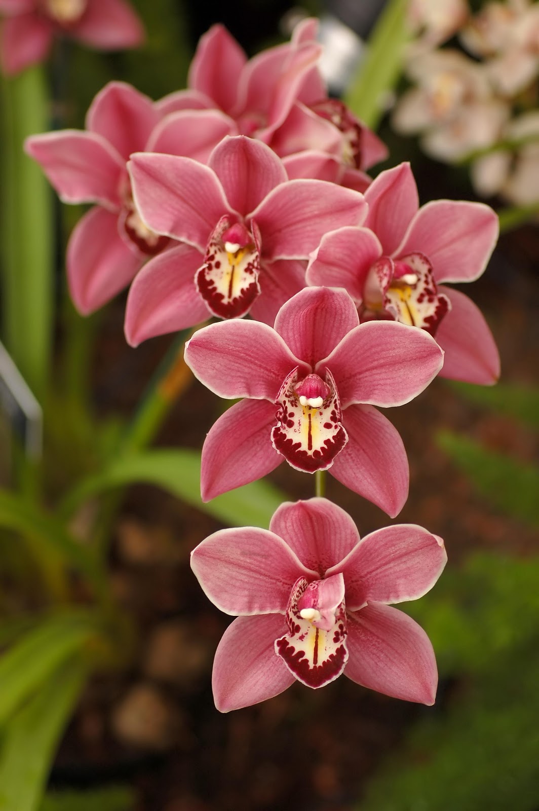 cymbidium orchid, wedding