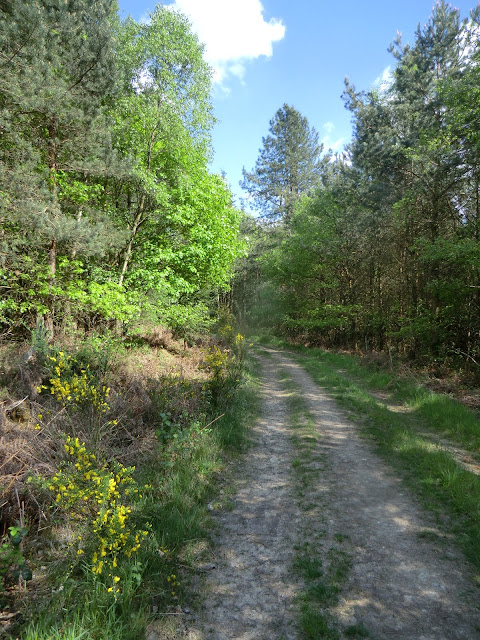 CIMG4303 Through Tower Wood