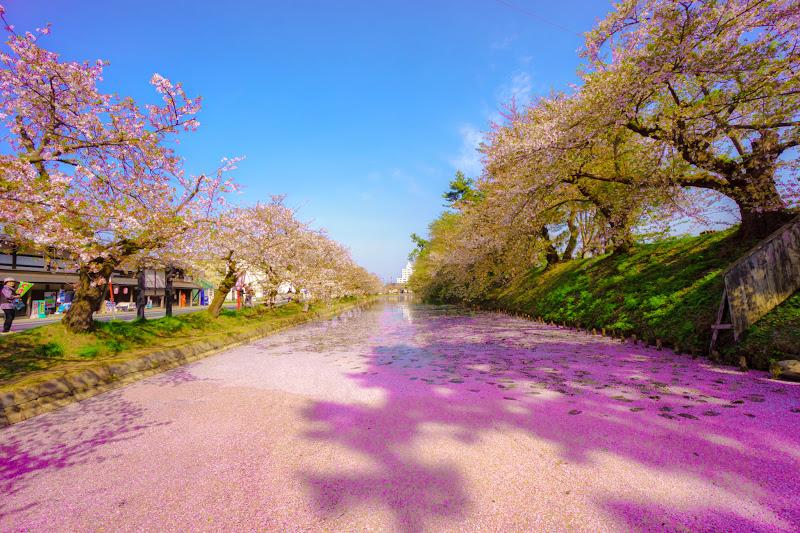 弘前公園 桜の絨毯 花筏 写真1