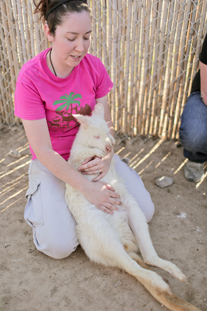 Albino Kangaroo at Roos and More Zoo Las Vegas.