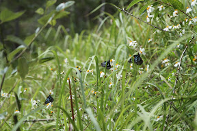 Butterflies in the grass