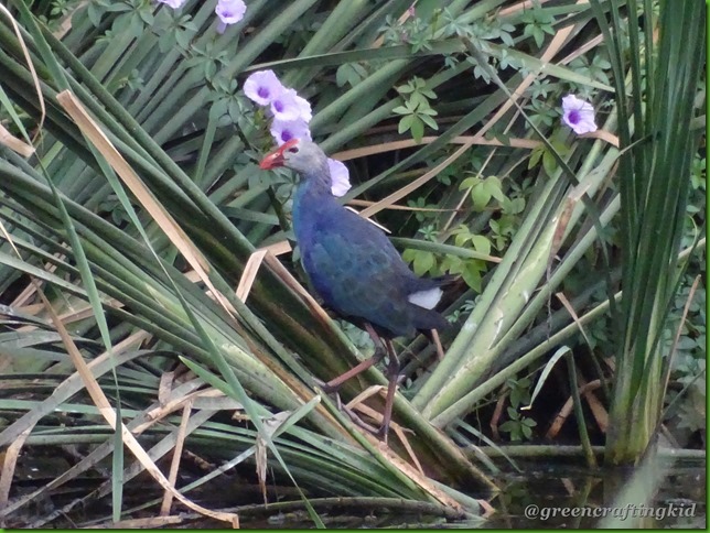 Purple Moorhen